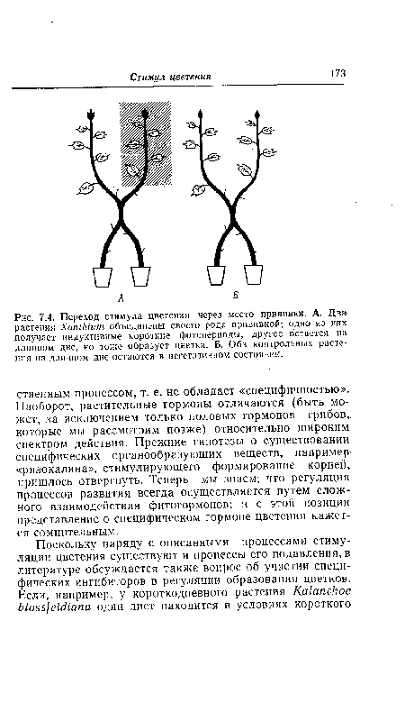 Переход стимула цветения через место прививки. А. Два растения ХапМит объединены своего рода прививкой; одно из них получает индуктивные короткие фотопериоды, другое остается на длинном дне, но тоже образует цветки. Б. Оба контрольных растения на длинном дне остаются в вегетативном состоянии.