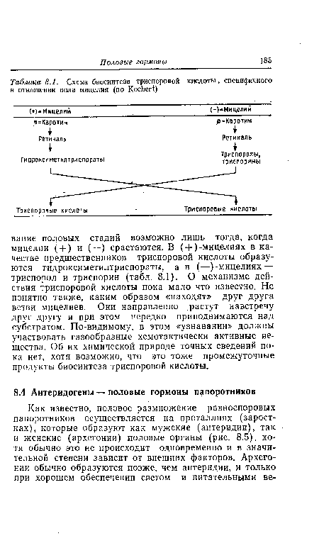 Схема биосинтеза триспоровой кислоты, специфичного в отношении пола мицелия (по Kocher t)