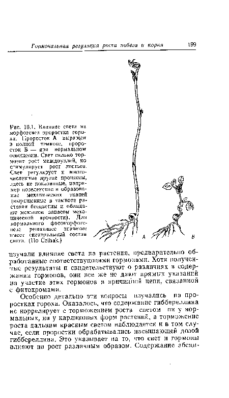 Влияние света на морфогенез проростка гороха. Проросток А выращен в полной темноте, проросток Б — при нормальном освещении. Свет сильно тормозит рост междоузлий, но стимулирует рост листьев. Свет регулирует и многочисленные другие процессы, здесь не показанные, например позеленение и образование механических тканей (выращенные в темноте растения бесцветны и обладают меньшим запасом механической прочности). Для нормального фотоморфогенеза решающее значение имеет спектральный состав света. (По СгШак.)