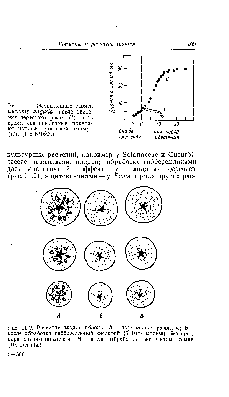 Развитие плодов яблони. А — нормальное развитие; Б — после обработки гибберелловой кислотой (5■10_3 моль/л) без предварительного опыления; В — после обработки экстрактом семян. (По Dennis.)
