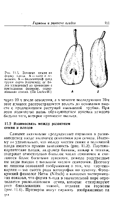 Влияние семян на форму плода. Л — плод с семенами. Б — бессемянный плод груши сорта Konferenz; он более удлиненный по сравнению с природными, формами, содержащими семена. (По Luckwill.)