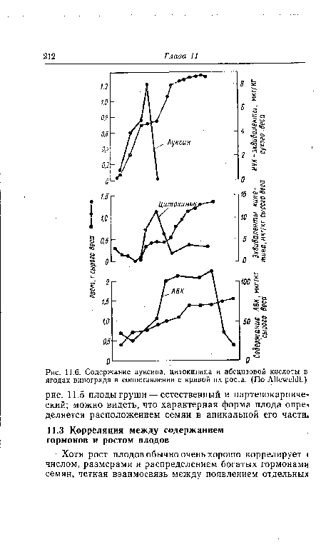 Содержание ауксина, цитокинина и абсцизовой кислоты в ягодах винограда в сопоставлении с кривой их роста. (По А11е>теШ.)