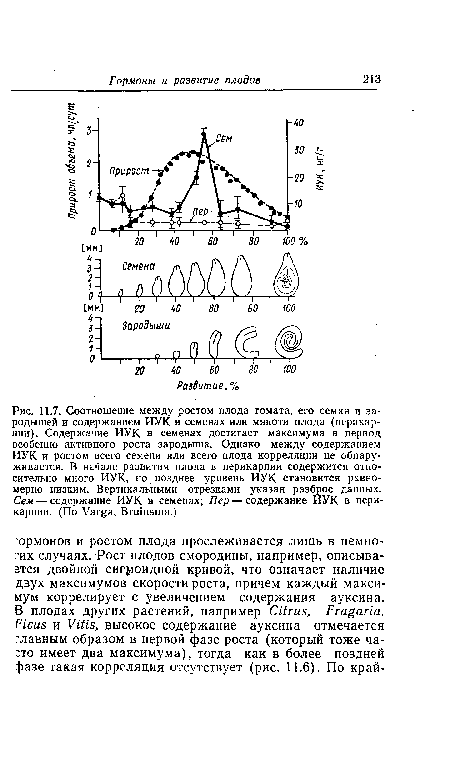 Соотношение между ростом плода томата, его семян и зародышей и содержанием ИУК. в семенах или мякоти плода (перикарпии). Содержание ИУК в семенах достигает максимума в период особенно активного роста зародыша. Однако между содержанием ИУК и ростом всего семени или всего плода корреляции не обнаруживается. В начале развития плода в перикарпии содержится относительно много ИУК, но позднее уровень ИУК становится равномерно низким. Вертикальными отрезками указан разброс данных. Сем — содержание ИУК в семенах; Пер — содержание ИУК в перикарпии. (По Varga, Bruinsma.)