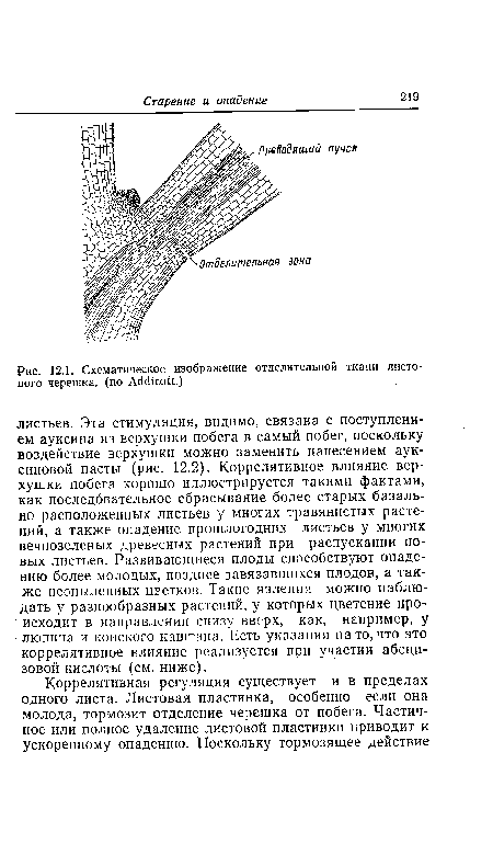 Схематическое изображение отделительной ткани листового черешка, (по АсШсой.)