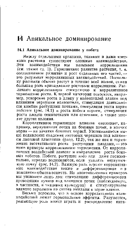 Коррелятивное тормозящее влияние оказывает, например, верхушечная почка на боковые почки, а кончик корня — на зачатки боковых корней. Упоминавшееся выше подавление опадения листовых черешков под влиянием листовой пластинки (разд. 12.2), так же как и торможение вегетативного роста растущими плодами, — это тоже примеры коррелятивного торможения. От коррелятивных воздействий зависит и направление роста боковых побегов. Побеги, растущие косо или даже горизонтально, нередко поднимаются, если удалить верхушечную почку (рис. 14.2). Важную роль играют коррелятивные взаимодействия также в дифференцировке и в изменении обмена веществ. Из многочисленных примеров мы упомянем лишь два: стимуляцию дифференцировки проводящих пучков под влиянием почек (наблюдаемую, в частности, в тканевых культурах) и стимулирующее влияние зародыша на синтез амилазы в зерне злаков.