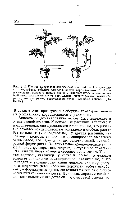 Пример коррелятивных взаимоотношений. А. Столоны дикого картофеля, Solanum andigena, растут горизонтально. Б. После декапитации главного побега столоны выпрямляются и вместо чешуйчатых листьев образуют нормальные. Диагеотропизм, таким образом, контролируется верхушечной почкой главного побега. (По Booth.)