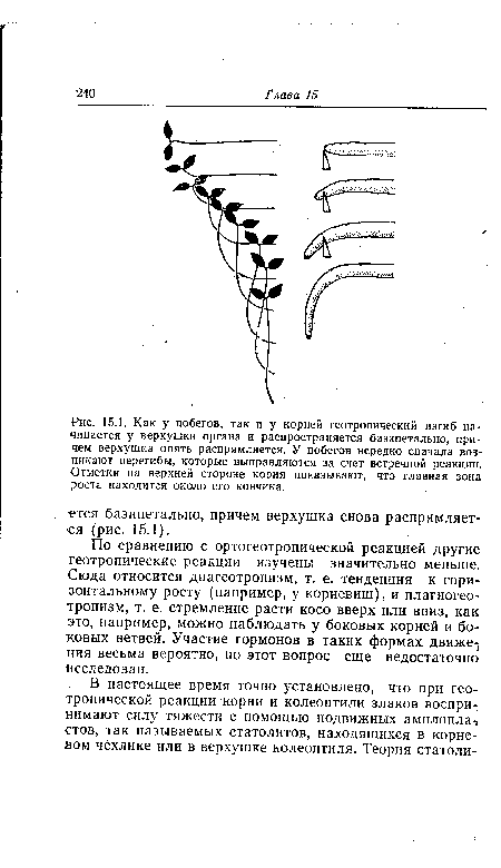 Как у побегов, так и у корней геотропический изгиб начинается у верхушки органа и распространяется базипетально, причем верхушка опять распрямляется. У побегов нередко сначала возникают перегибы, которые выправляются за счет встречной реакции. Отметки на верхней стороне корня показывают, что главная зона роста находится около его кончика.