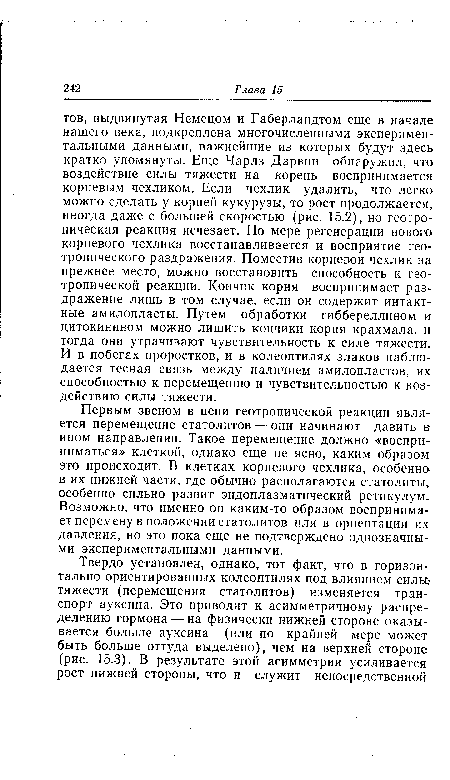 Первым звеном в цепи геотропической реакции является перемещение статолитов — они начинают давить в ином направлении. Такое перемещение должно «восприниматься» клеткой, однако еще не ясно, каким образом это происходит. В клетках корневого чехлика, особенно в их нижней части, где обычно располагаются статолиты, особенно сильно развит эндоплазматический ретикулум. Возможно, что именно он каким-то образом воспринимает перемену в положении статолитов или в ориентации их давления, но это пока еще не подтверждено однозначными экспериментальными данными.