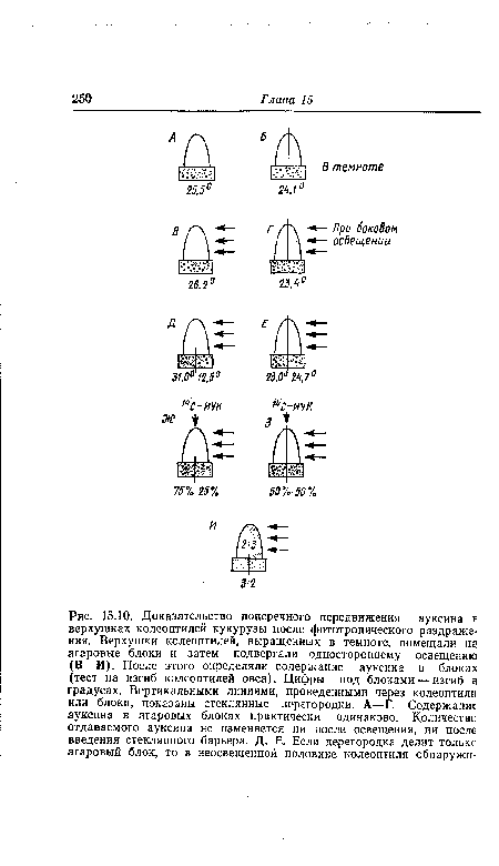 Доказательство поперечного передвижения ауксина в верхушках колеоптилей кукурузы после фототропического раздражения. Верхушки колеоптилей, выращенных в темноте, помещали н? агаровые блоки и затем подвергали одностороннему освещению (В-И). После этого определяли содержание ауксина в блоках (тест на изгиб колеоптилей овса). Цифры под блоками — изгиб а градусах. Вертикальными линиями, проведенными через колеоптили или блоки, показаны стеклянные перегородки. А—Г. Содержание ауксина в агаровых блоках практически одинаково. Количестве отдаваемого ауксина не изменяется ни после освещения, ни после введения стеклянного барьера. Д, Е. Если перегородка делит толькс агаровый блок, то в неосвещенной половине колеоптиля обнаружи-