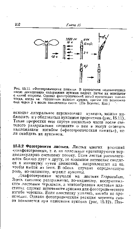 Фототропическая память». В проростках подсолнечника после декапитации содержание ауксина падает. Затем их освещают с одной стороны. Однако фототропический изгиб происходит только тогда, когда на гипокотиль наносят ауксин, причем это возможно еще через 3 ч после выключения света. (По Brauner, Rau.)