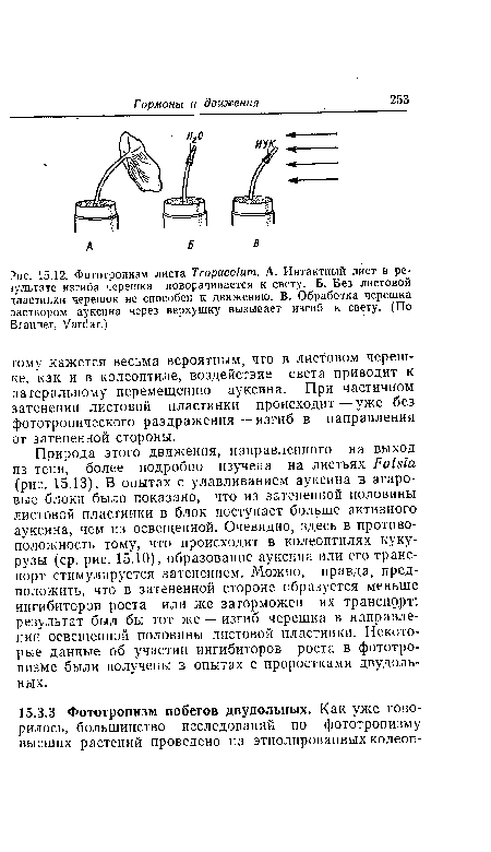 Природа этого движения, направленного на выход из тени, более подробно изучена на листьях Fatsia (рис. 15.13). В опытах с улавливанием ауксина в агаровые блоки было показано, что из затененной половины листовой пластинки в блок поступает больше активного ауксина, чем из освещенной. Очевидно, здесь в противоположность тому, что происходит в колеоптилях кукурузы (ср. рис. 15.10), образование ауксина или его транспорт стимулируется затенением. Можно, правда, предположить, что в затененной стороне образуется меньше ингибиторов роста или же заторможен их транспорт: результат был бы тот же — изгиб черешка в направлении освещенной половины листовой пластинки. Некоторые данные об участии ингибиторов роста в фототропизме были получены в опытах с проростками двудольных.