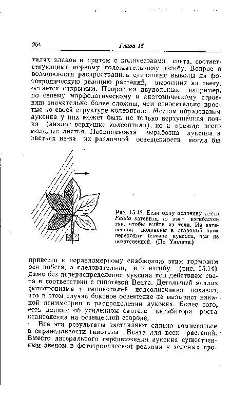 Если одну половину листа Лг^га затенить, то лист изгибается так, чтобы выйти из тени. Из затененной половины в агаровый блок переходит больше ауксина, чем из незатененной. (По Уашапе.)