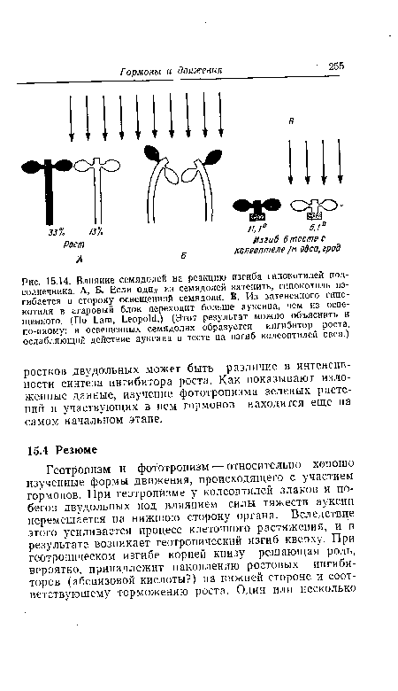 Влияние семядолей на реакцию изгиба гипокотилей подсолнечника. А, Б. Если одну из семядолей затенить, гипокотиль изгибается в сторону освещенной семядоли. В. Из затененного гипо-котиля в агаровый блок переходит больше ауксина, чем из освещенного. (По Lam, Leopold.) (Этот результат можно объяснить и по-иному