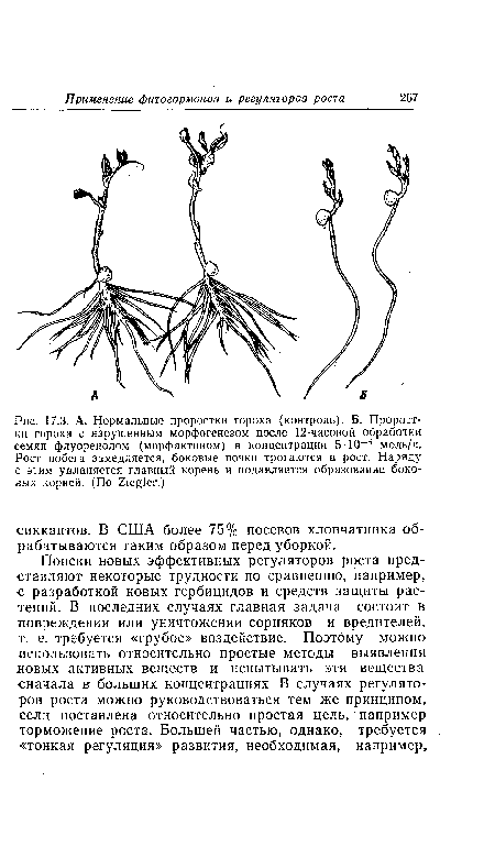 А. Нормальные проростки гороха (контроль). Б. Проростки гороха с нарушенным морфогенезом после 12-часовой обработки семян флуоренолом (морфактином) в концентрации 5-10-5 моль/л. Рост побега замедляется, боковые почки трогаются в рост. Наряду с этим удлиняется главный корень и подавляется образование боковых корней. (По Ziegler.)