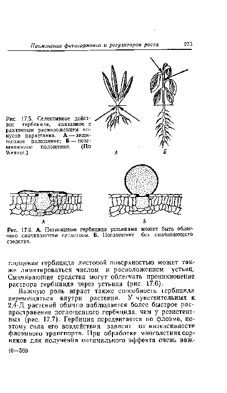 Селективное действие гербицида, связанное с различным расположением конусов нарастания. А — защищенное положение; Б — незащищенное положение. (По Weaver.)