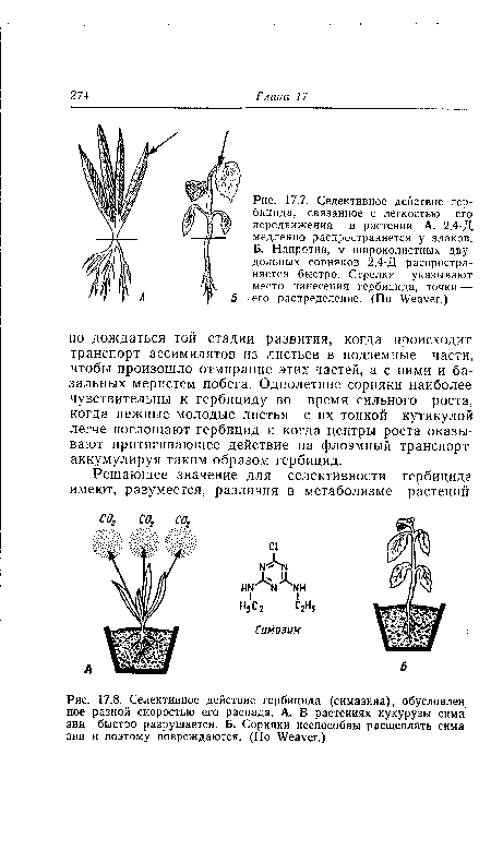 Селективное действие гербицида, связанное с легкостью его передвижения в растении. А. 2,4-Д медленно распространяется у злаков. Б. Напротив, у широколистных двудольных сорняков 2,4-Д распространяется быстро. Стрелки указывают место нанесения гербицида, точки —-• его распределение. (По Weaver.)