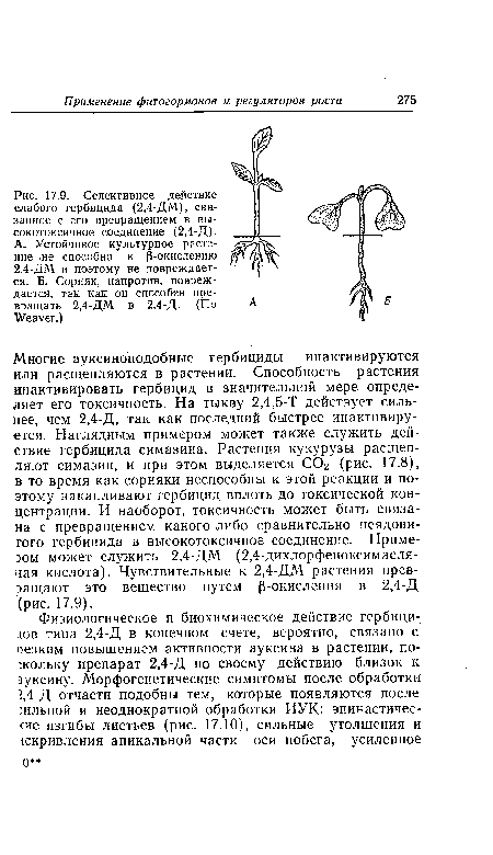 Селективное действие слабого гербицида (2,4-ДМ), связанное с его превращением в высокотоксичное соединение (2,4-Д). А. Устойчивое культурное растение де способно к р-окислению