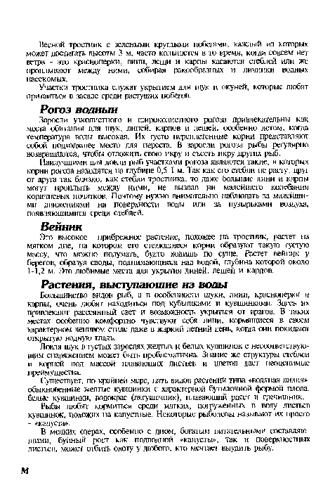 Наилучшими для ловли рыб участками рогоза являются такие, в которых корни рогоза находятся на глубине 0,5-1 м. Так как его стебли не растут друг от друга так близко, как стебли тростника, то даже большие лини и карпы могут проплыть между ними, не вызвав ни малейшего колебания коричневых початков. Поэтому нужно внимательно наблюдать за малейшими движениями на поверхности воды или за пузырьками воздуха, появляющимися среди стеблей.