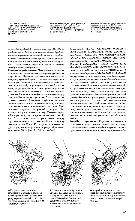 Посадка и размещение. Чем раньше посадить землянику, тем лучше будет первый урожай на другой год. Предпочтительнее сажать в июле, августе; крайний срок — не позднее середины сентября. Растения, посаженные поздней осенью или весной, не успевают в первый год как следует укорениться, и с них придется удалить цветки, то есть отказаться от самого первого урожая Растения сажайте во влажную почву так, чтобы сердечко розетки было точно на уровне почвы. Слишком глубокая посадка может привести к загниванию почек, а слишком мелкая — к высыханию растения. При посадке хорошо расправляйте корни. Засыпьте ямку и примните почву. Сажайте через 45 см рядами, отстоящими от соседних на 90 см. На легких почвах расстояние между кустами можно сократить до 40 см, а между рядами — до 75 см. Если кусты сажаются на два года, то между ними в ряду достаточно оставлять 30 см (до 15—20 см. —Ред.).