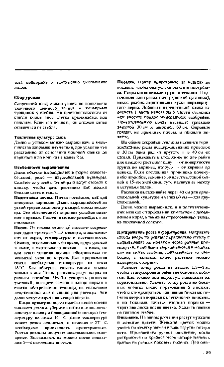 Созревший плод можно узнать по появлению типичного дынного запаха и кольцевых трещинок у стебля. На противоположном от стебля конце плод слегка проминается под пальцем. Если его поднять, он должен легко отделиться от стебля.