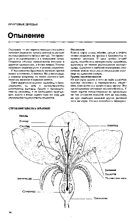 Одни фруктовые деревья способны к самоопылению, то есть к оплодотворению собственной пыльцой. Другие к самоопылению не способны, и их необходимо выращивать вместе с иным сортом того же вида для обеспечения перекрестного опыления.