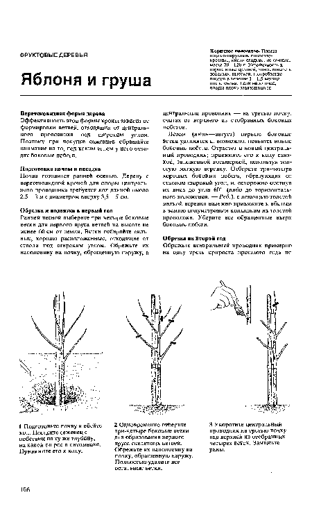 Коричное полосатое. Плоды плоско-округлые, полосатокрасные, кисло-сладкие, не сочные; масса 70—120 г. Устойчивость к парше ниже средней, зимостойкость довольно высокая. Потребление плодов в течение 1—1,5 месяца после съема. Если мало пчел, плоды плохо завязываются.