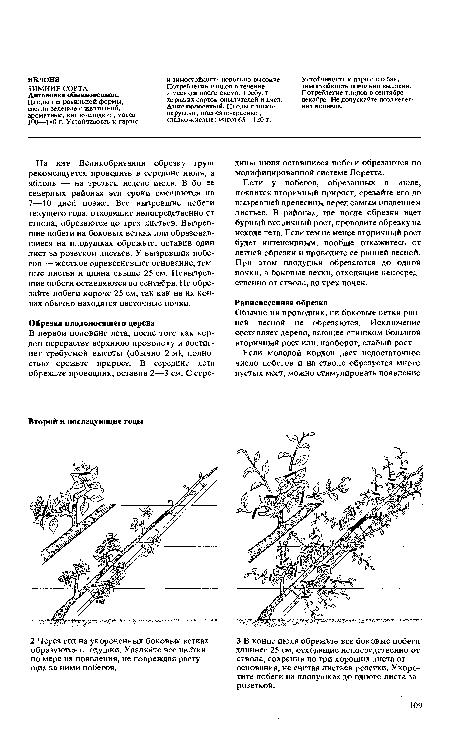 ЗИМНИЕ СОРТА Антоновка обыкновенная.