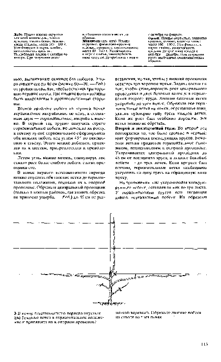 Орлик. Плоды округлые, вишневокрасные, сочные, кисло-сладкие: масса 100—150 г. Устойчивость к парше слабая, зимостойкость средняя. Потребление плодов в октябре — декабре. При затухании роста необходима омолаживающая обрезка.