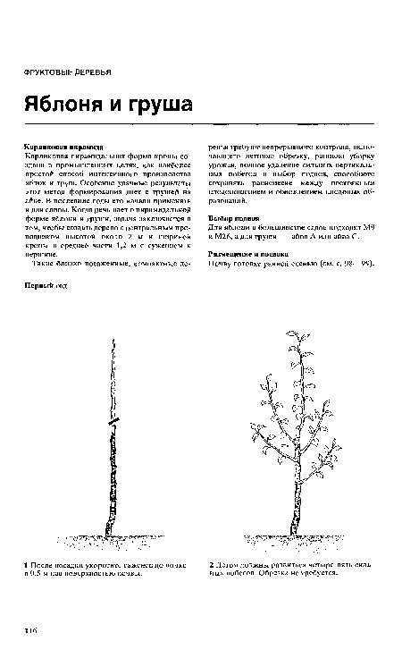 Почву готовят ранней осенью (см. с. 98—99).