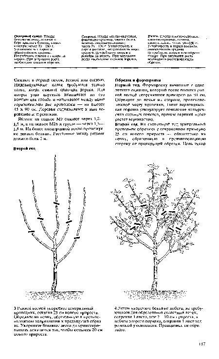 Уэлси. Плоды плоско-округлые, вишнево-красные, сочные, кисло-сладкие; масса 80—150 г. Устойчивость к парше высокая, зимостойкость средняя. Потребление плодов в октябре— январе. При затухании роста необходима омолаживающая обрезка.