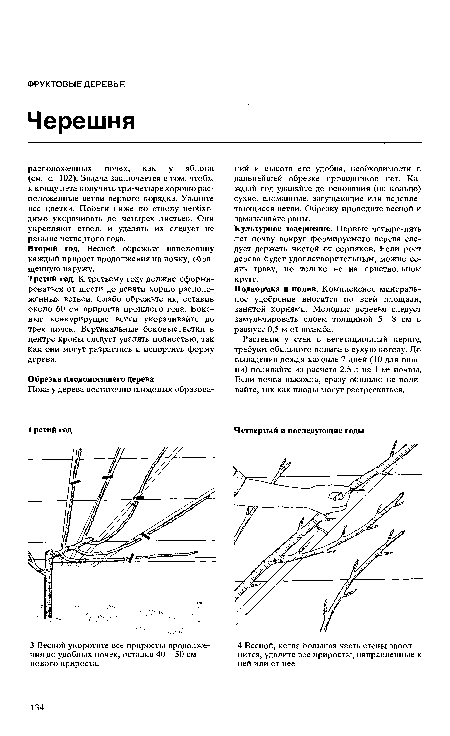 Третий год. К третьему году должно сформироваться от шести до девяти хоршо расположенных ветвей. Слабо обрежьте их, оставив около 60 см прироста прошлого года. Боковые конкурирущие ветки укорачивайте до трех почек. Вертикальные боковые.ветки в центре кроны следует удалять полностью, так как они могут разрастись и испортить форму дерева.