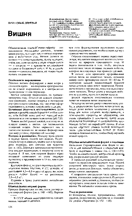 Некоторые вишни растут относительно слабо, и плодоносящие боковые ветки далеко не всегда дают побеги замещения у основания. Если эти ветки оставить необрезанными, а замещающие приросты не образуются, они очень удлиняются у основания, центр веера становится бесплодным и плодоношение происходит только по периферии кроны. В этом случае обрежьте ранней весной некоторую часть трех-четырехлетних ветвей до более молодых боковых веток, чтобы стимулировать новый прирост.