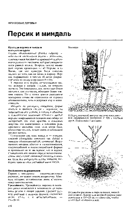 Существуют два вида миндаля — миндаль сладкий (Amygdalus communis var. dulcís) и миндаль обыкновенный (A. communis). Выращивают миндаль обычно в низкоштамбовой, полуштамбовой и высокоштамбовой формах и прививают на те же подвои, что и персик. Съедобность его плодов определяется количеством соединений синильной кислоты в семени. Если вас интересуют плоды миндаля, выберите один из двух указанных выше видов.