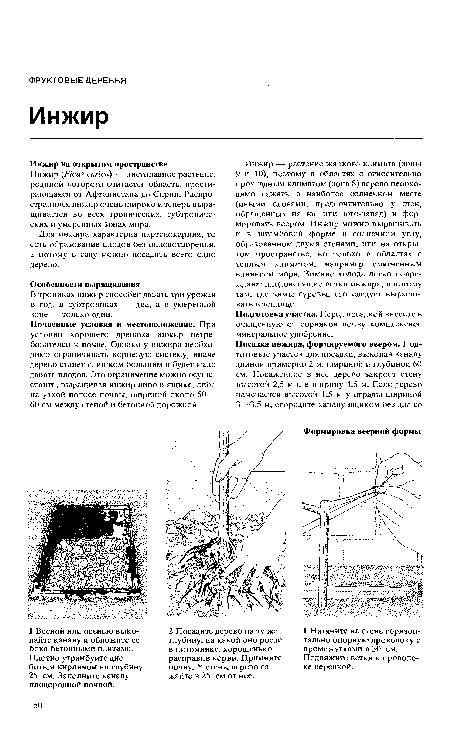 Инжир (Ficus carica) — листопадное растение, родиной которого считается область, простирающаяся от Афганистана до Сирии. Распространился инжир очень широко и теперь выращивается во всех тропических, субтропических и умеренных зонах мира.