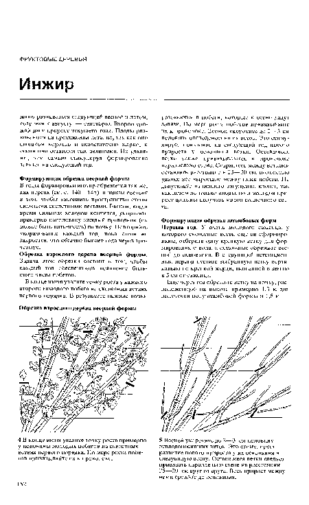 В годы формировки инжир обрезается так же, как персик (см. с. 140—145), и задача состоит в том, чтобы заполнить пространство стены сильными скелетными ветвями. Весной, когда время сильных холодов кончится, укоротите примерно наполовину каждый проводник (их может быть пять-шесть) на почку. Повторяйте укорачивание каждый год, пока стена не закроется, что обычно бывает года через три-четыре.