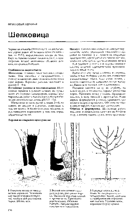 Черная шелковица (Morus nigra) —- листопадное дерево родом из западной Азии (Закавказья. — Ред.), выращиваемое теперь по всей Европе. Красно-черные соплодия (или, в просторечии, ягоды) шелковицы обладают резким, но приятным вкусом.