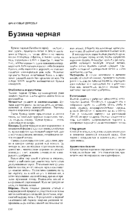 Посадка. Бузину черную можно выращивать в штамбовой форме с одним стволом, но обычно ее культивируют как большой округлый куст с многочисленными ветвями, отходящими почти от самой почвы.