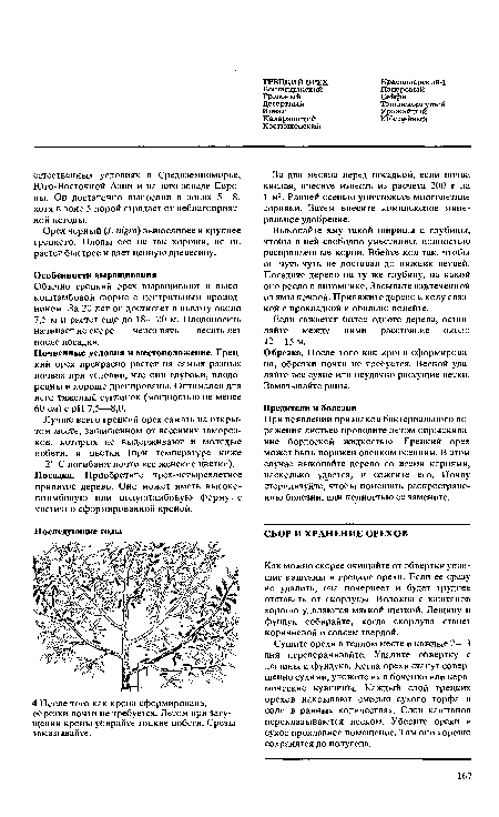 Орех черный (/. nigra) выносливее и крупнее грецкого. Плоды его не так хороши, но он растет быстрее и дает ценную древесину.