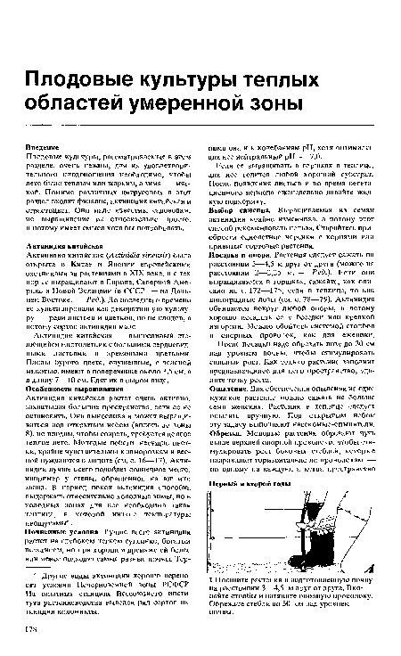 Посадка и опора. Растения следует сажать на расстоянии 3—4,5 м друг от друга (можно на расстоянии 2—2,25 м. — Ред.). Если они выращиваются в горшках, сажайте, как описано на с. 172—175, если в теплице, то как виноградные лозы (см. с. 78—79). Актинидия обвивается вокруг любой опоры, а потому хорошо посадить ее у беседки или крепкой изгороди. Можно обойтись системой столбов и опорных проволок, как для ежевики.