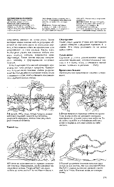 Достойная. Плоды сладкие; масса до 2,4 г. Содержание аскорбиновой кислоты до 1153 мг%, сахаров — 7,8%.