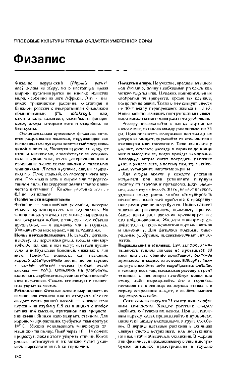 Особенности выращивания Физалис — многолетнее растение, которое обычно культивируется как однолетнее. На защищенных участках его можно выращивать под открытым небом, а там, где лето обычно прохладное, — в парниках или в горшках. Ухаживать за ним нужно, как за томатами. Почва и местоположение. Не сажайте физалис в почву, где перед этим росли томаты или картофель, так как в ней могут остаться вредители и возбудители болезней, опасные и для него. Наиболее подходит ему песчаная, хорошо дренированная почва, но он терпим к самым разным почвам (кроме очень кислых — Ред.). Отзывчив на удобрения, включая и карбонатные, если их обильно снабдить перегноем. Сажать его следует в солнечных укрытых местах.