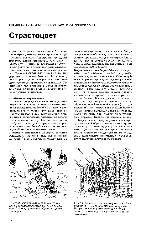 Формировка и уход за растениями. Если растение одностебельное, удалите верхушку, чтобы стимулировать ветвление. Сформируйте на опорах два проводника и дайте растению развиваться естественно, осторожно направляя потянувшиеся в сторону побеги к опорной системе. Если главные стебли, достигнув 0,5—1 м, не дадут боковых побегов, удалите их верхушки. В первый год плодов практически не бывает. В последующие годы, после того как сформируются основные стебли, обрезайте весной годичный прирост (отплодо-носивший) почти до основных стеблей. Весной новый прирост направьте в нужную сторону, после чего дайте ему развиваться естественным образом. Необходимо следить за тем, чтобы растение не переудобрить и не подвергнуть излишней обрезке, так как и то, и другое способствует активному росту почти при полном отсутствии цветков и плодов. Укоренившимся растениям следует давать на исходе зимы комплексное минеральное удобрение, внося его поверхностным рыхлением.