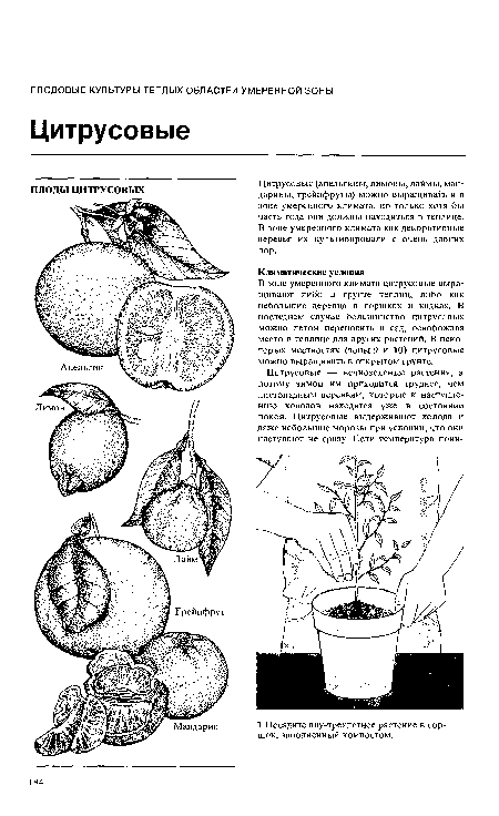 Цитрусовые (апельсины, лимоны, лаймы, мандарины, грейпфруты) можно выращивать и в зоне умеренного климата, но только хотя бы часть года они должны находиться в теплице. В зоне умеренного климата как декоративные деревья их культивировали с очень давних юр.