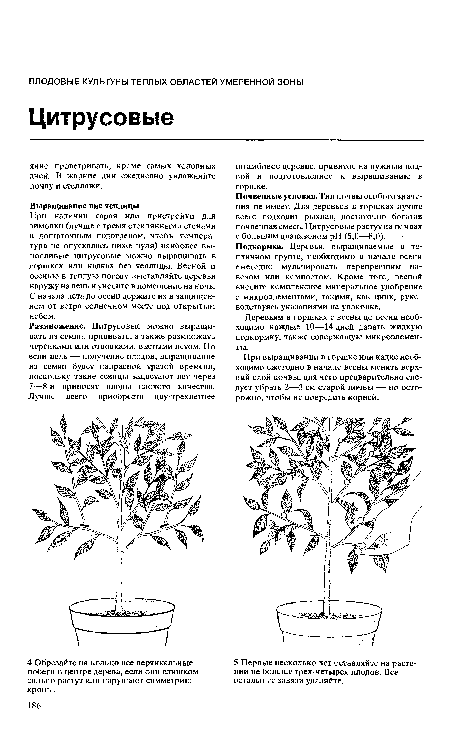 Почвенные условия. Тип почвы особого значения не имеет. Для деревьев в горшках лучше всего подходит рыхлая, достаточно богатая почвенная смесь. Цитрусовые растут на почвах с большим диапазоном pH (5,0—8,0). Подкормка. Деревья, выращиваемые в тепличном грунте, необходимо в начале осени ежегодно мульчировать перепревшим навозом или компостом. Кроме того, весной вносите комплексное минеральное удобрение с микроэлементами, такими, как цинк, руководствуясь указаниями на упаковке.