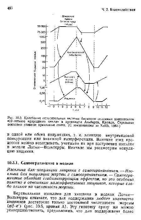 Колебания относительных величин биомассы основных компонентов «10-летнего природного цикла» в провинции Альберта, Канада. Стрелками показаны главные причинные связи. (С изменениями из Keith, 1983.)