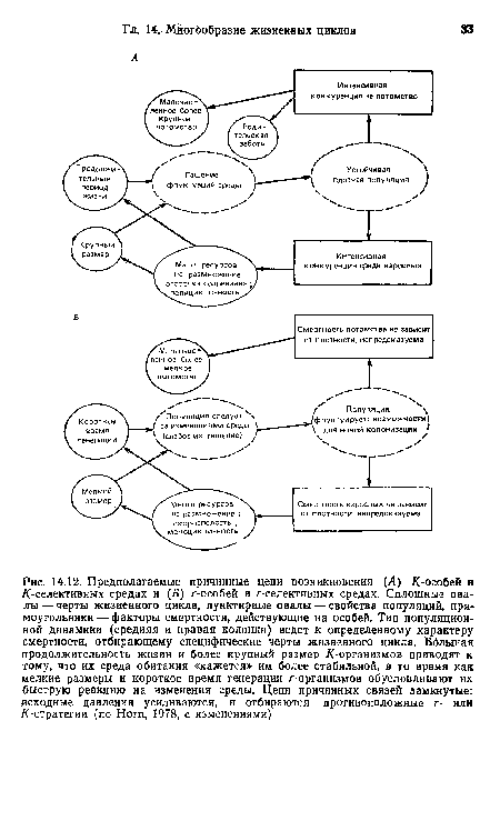Предполагаемые причинные цепи возникновения (Л) К-особей в /(-селективных средах и (Б) r-особей в r-селективных средах. Сплошные овалы— черты жизненного цикла, пунктирные овалы — свойства популяций, прямоугольники— факторы смертности, действующие иа особей. Тип популяционной динамики (средняя и правая колонки) ведет к определенному характеру смертности, отбирающему специфические черты жизненного цикла. Большая продолжительность жизии и более крупный размер /С-организмов приводят к тому, что их среда обитания «кажется» им более стабильной, в то время как мелкие размеры и короткое время генерации r-организмов обусловливают их быструю реакцию на изменения среды. Цепи причинных связей замкнутые