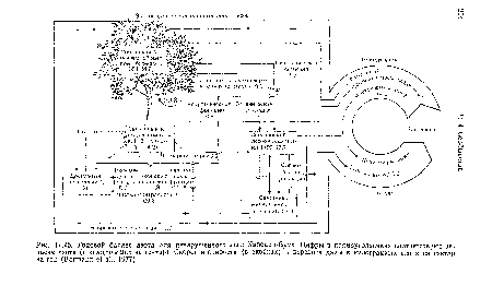 Годовой баланс азота для ненарушенного леса Хаббард-Брук. Цифры в прямоугольниках соответствуют запасам азота (в килограммах на гектар). Скорости прироста (в скобках) и переноса даны в килограммах азота на гектар за год (Вогтапп е! а!., 1977)