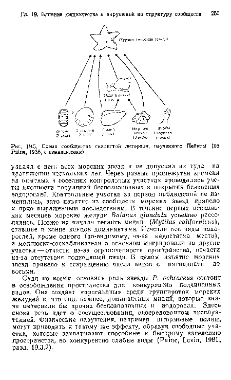 Судя по всему, основная роль звезды P. ochraceus состоит в освобождении пространства для конкурентно подчиненных видов. Она создает «прогалины» среди группировок морских желудей и, что еще важнее, доминантных мидий, которые иначе вытеснили бы прочих беспозвоночных и водоросли. Здесь снова речь идет о сосуществовании, опосредованном эксплуатацией. Физические нарушения, например штормовые волны, могут приводить к такому же эффекту, образуя свободные участки, которые захватывают способные к быстрому заселению пространства, но конкурентно слабые виды (Paine, Levin, 1981; разд. 19.3.2).