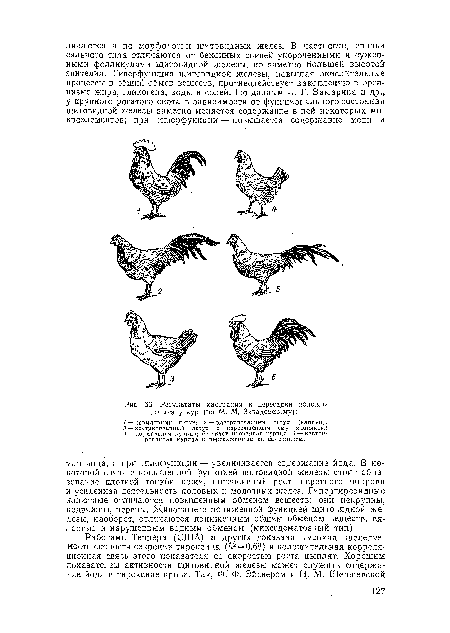 Результаты кастрации и пересадки половых .желез у кур (по М. М. Завадовскому);