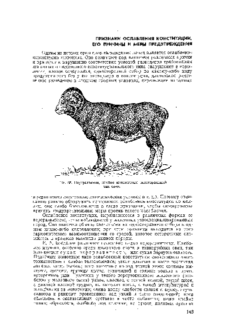 Переразвитый, крайне изнеженный электоральный тип овец.